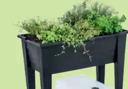 Hofer Belavi Hochbeet Angebot