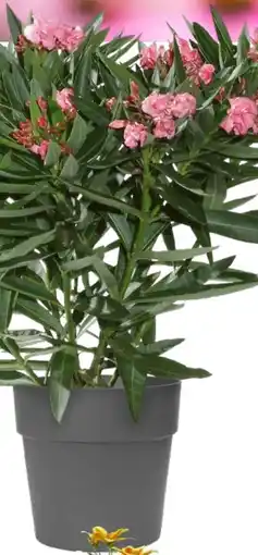 OBI Oleanderbusch Angebot