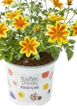 OBI Goldmarie Angebot