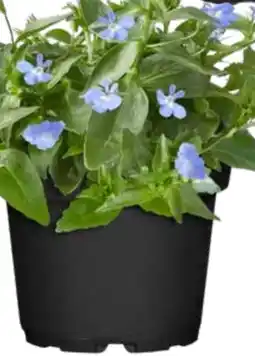 OBI Männertreu Farbmix Angebot