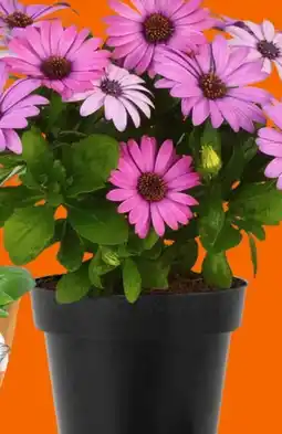 OBI Kapkörbchen Angebot