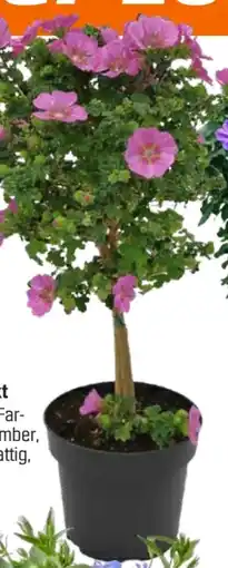 OBI Beetstämmchen Angebot