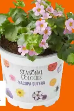 OBI Schneeflockenblume Angebot