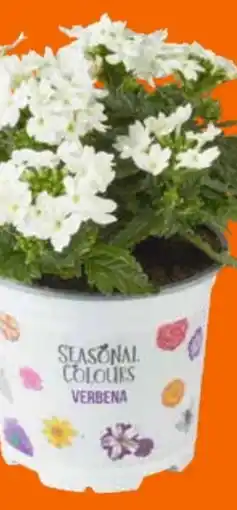 OBI Eisenkraut Angebot