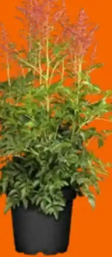 OBI Grow by Obi Prachtspiere Younique Farbmix Angebot