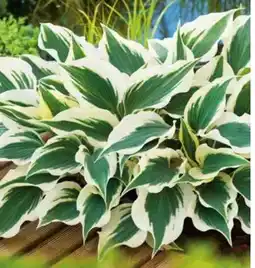 OBI Grow by Obi Funkie Angebot