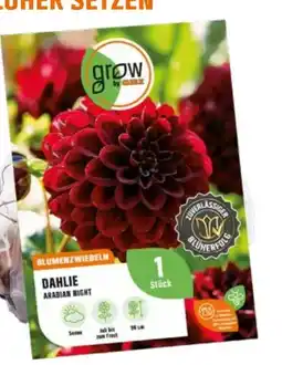 OBI Grow by Obi Dahlie Arabian Night Angebot