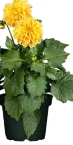 OBI Garten-Dahlie Angebot