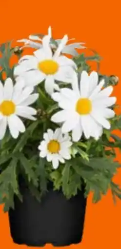 OBI Obi Strauchmargerite Angebot