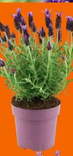 OBI Grow by Obi Schopflavendel Anouk Dark Purple Angebot