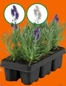 OBI Grow by Obi Lavendel Hidcote Angebot