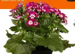 OBI Aschenblume Angebot