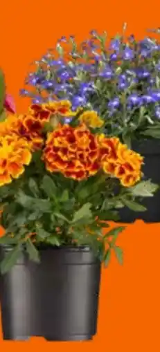 OBI Eisbegonien Angebot