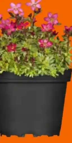 OBI Grow by Obi Staudenvielfalt Angebot