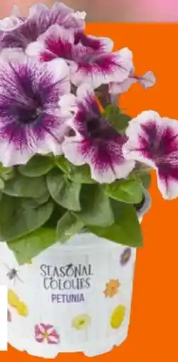 OBI Petunien Angebot