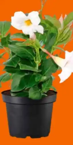 OBI Dipladenie Angebot