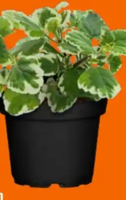 OBI Harfenstrauch Angebot