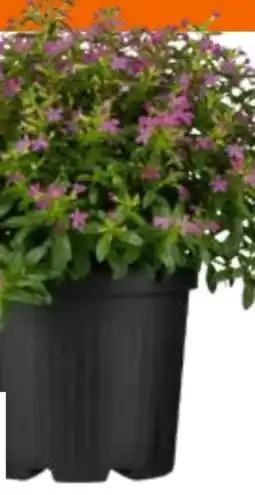 OBI Scheinmyrte Angebot