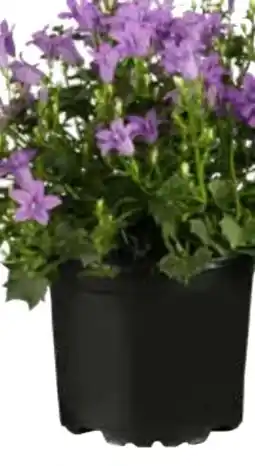 OBI Grow by Obi Polster-Glockenblume Angebot