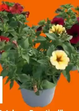 OBI Grow by Obi Petchoa Beautical Angebot