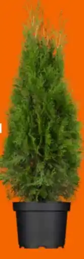 OBI Grow by Obi Lebensbaum Smaragd Angebot