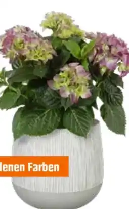 OBI Grow by Obi Zimmerhortensie Angebot