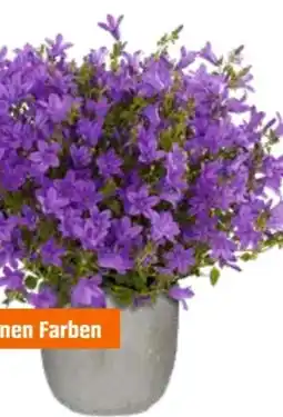 OBI Grow by Obi Glockenblume Get Mee Angebot