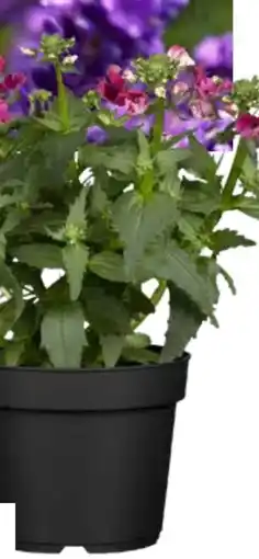 OBI Grow by Obi Elfenspiegel Angebot