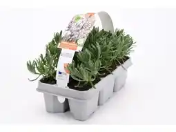 OBI Lavendel White Angebot