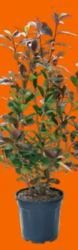 OBI Grow by Obi Glanzmispel Red Robin Angebot