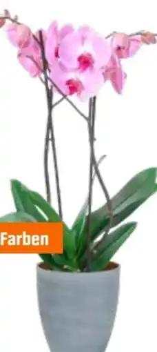 OBI Schmetterlingsorchidee Angebot