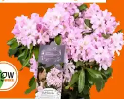 OBI Grow by Obi Rhododendron Inkarho Angebot