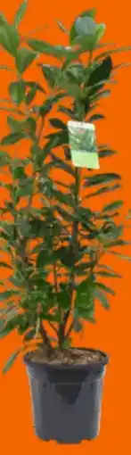 OBI Grow by Obi Kirschlorbeer Novita Angebot