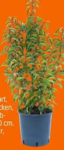 OBI Obi Portugiesischer Kirschlorbeer Angustifolia Angebot