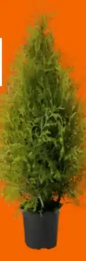 OBI Lebensbaum Brabant Angebot