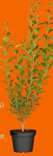 OBI Grow by Obi Liguster Angebot