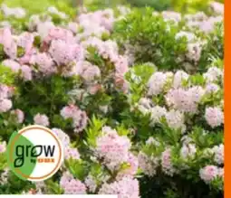 OBI Grow by Obi Rhododendron Bloombux Rosa Angebot