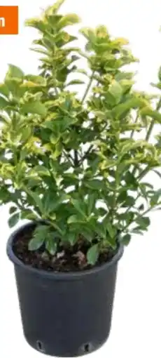 OBI Obi Japanische Spindelsträucher Angebot