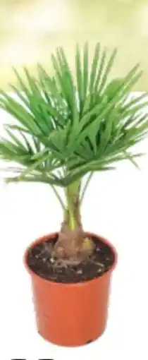 OBI Grow by Obi Hanfpalme Angebot