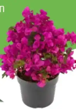 OBI Drillingsblume Angebot