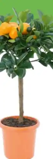 OBI Grow by Obi Zitrus Mix Angebot