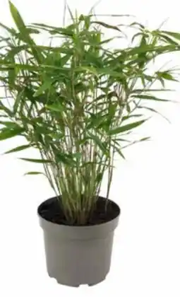 OBI Gartenbambus One Boo Angebot