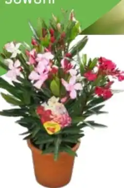 OBI Oleander Trio Angebot