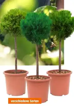 OBI Grow by Obi Mini-Stamm-Sortiment Angebot