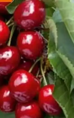 OBI Grow by Obi Bio Süßkirsche Lapins Angebot