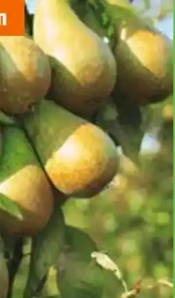 OBI Grow by Obi Bio Nashi-Birne Kumoi Angebot