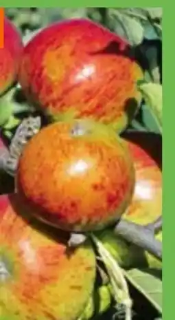 OBI Grow by Obi Bio Winterapfel Cox Orange Angebot