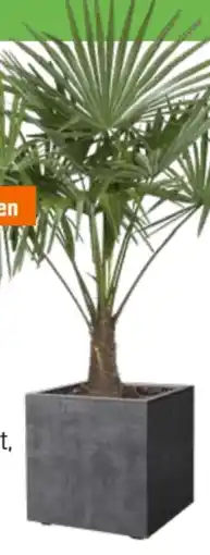 OBI Grow by Obi Hanfpalme Angebot