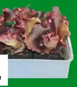 OBI Grow by Obi Pflücksalat Lollo Rosso Angebot