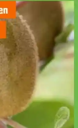 OBI Grow by Obi Bio Kiwi Solo Angebot